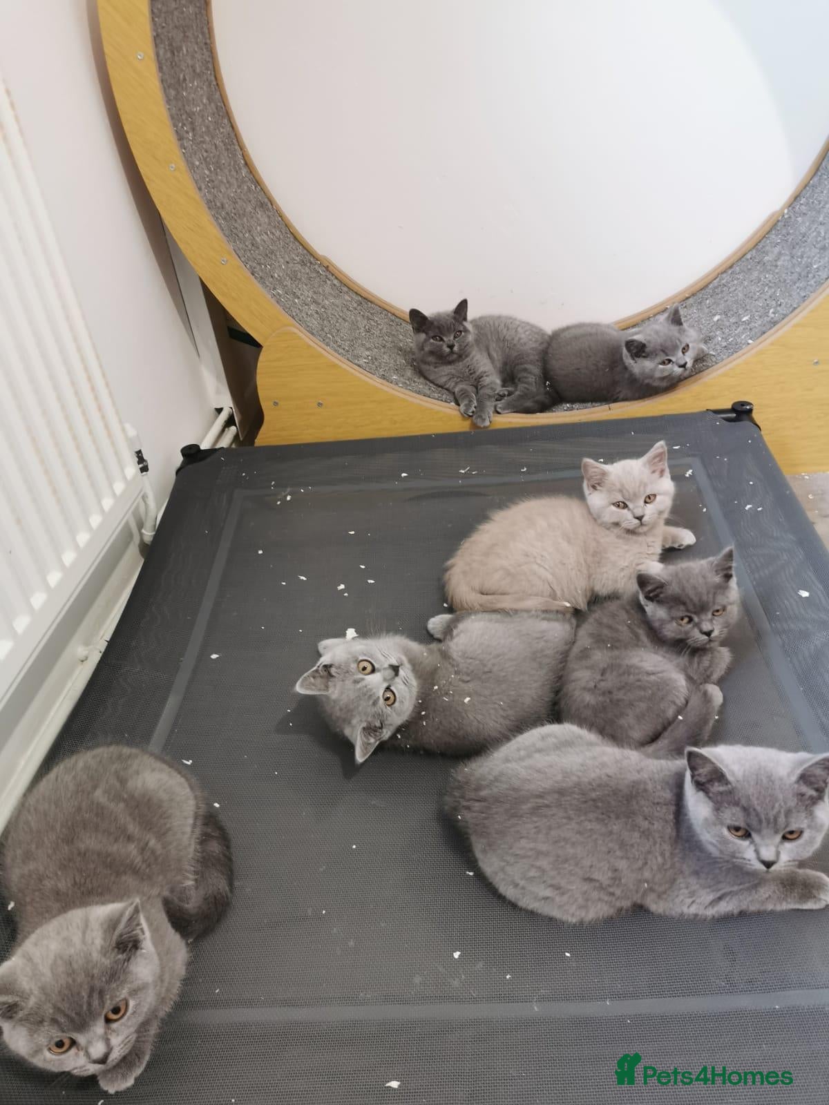 British Shorthair cats British shorthand kittens  - Advert 9