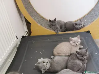 British Shorthair cats British shorthand kittens - Advert 10