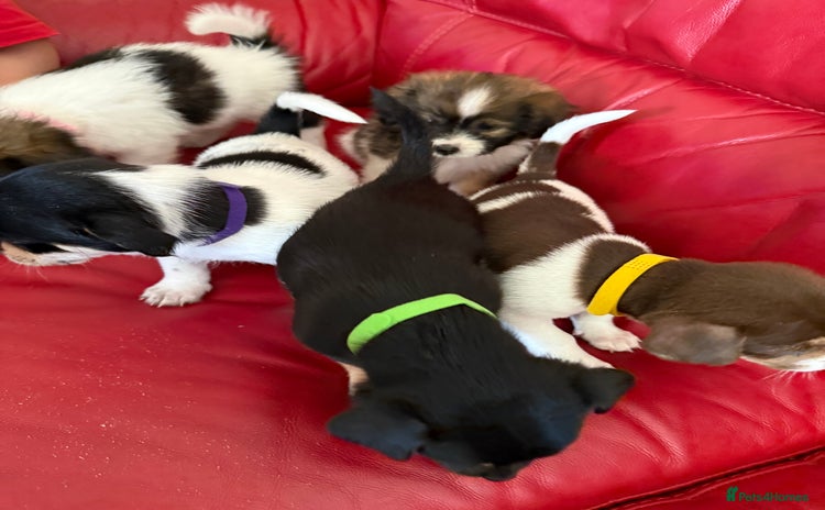 Mixed Breed dogs - Advert 5