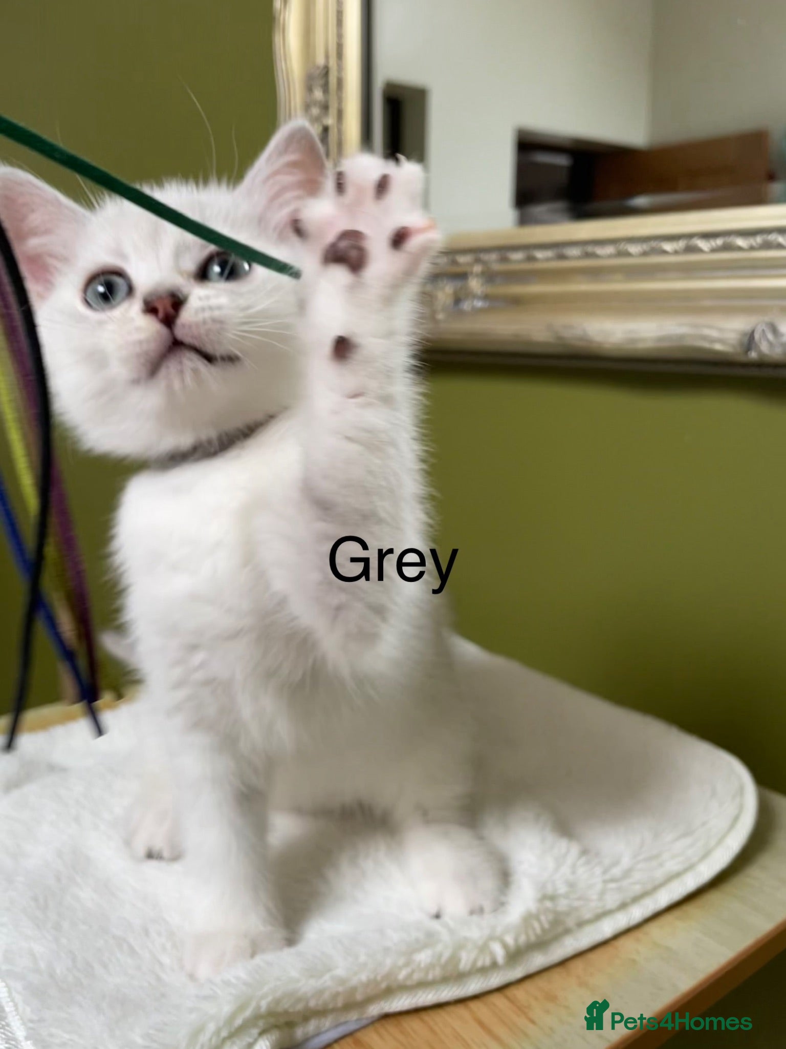 British Shorthair cats BSH Silver/Black Tipped Boys GCCF Registered  - Advert 2