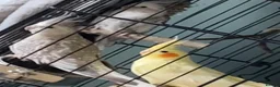 Cockatiels birds for sale: 3 female cockatiels for sale in Grimsby in Grimsby - Advert 2