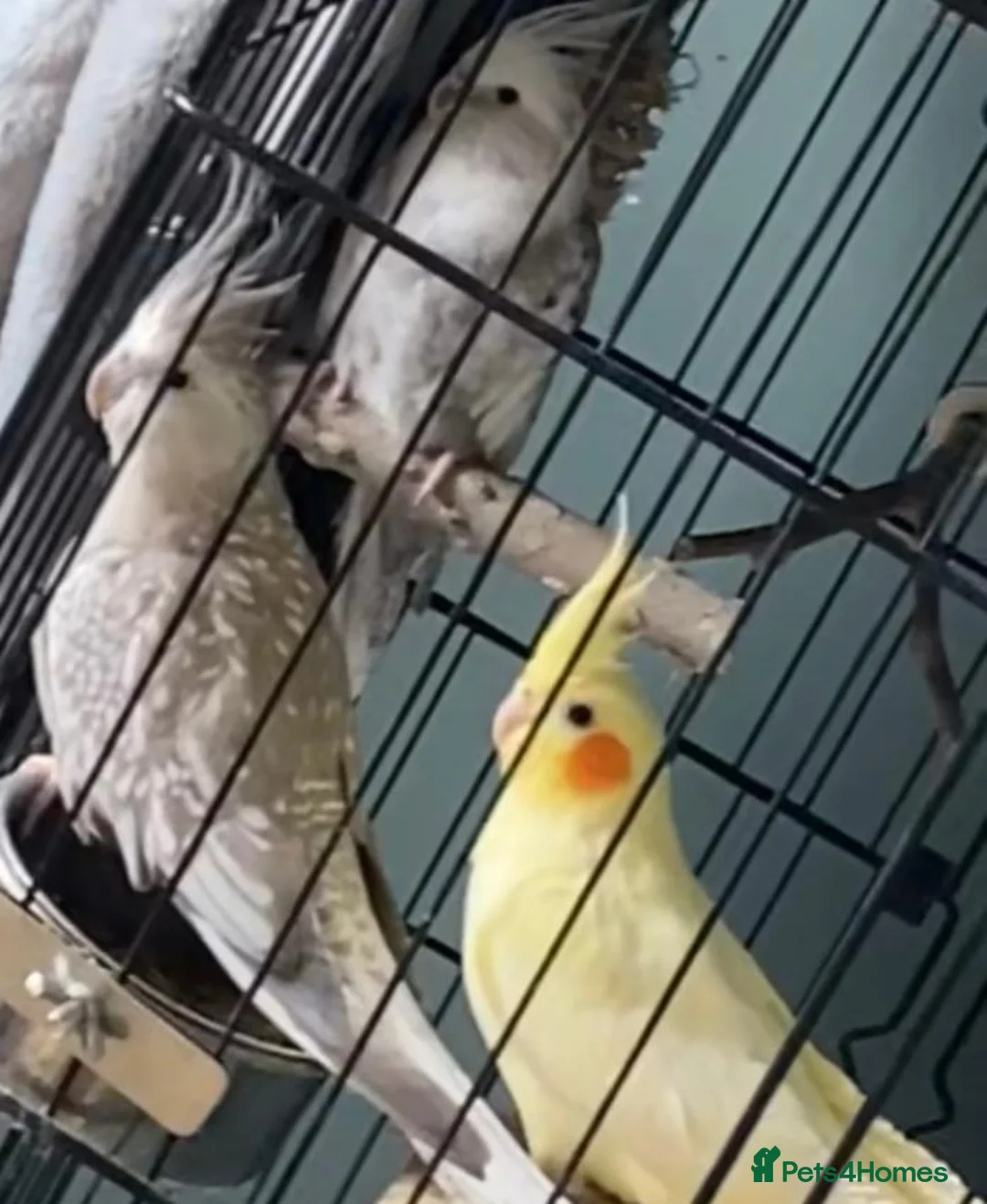 Cockatiels birds for sale: 3 female cockatiels for sale in Grimsby in Grimsby - Advert 2