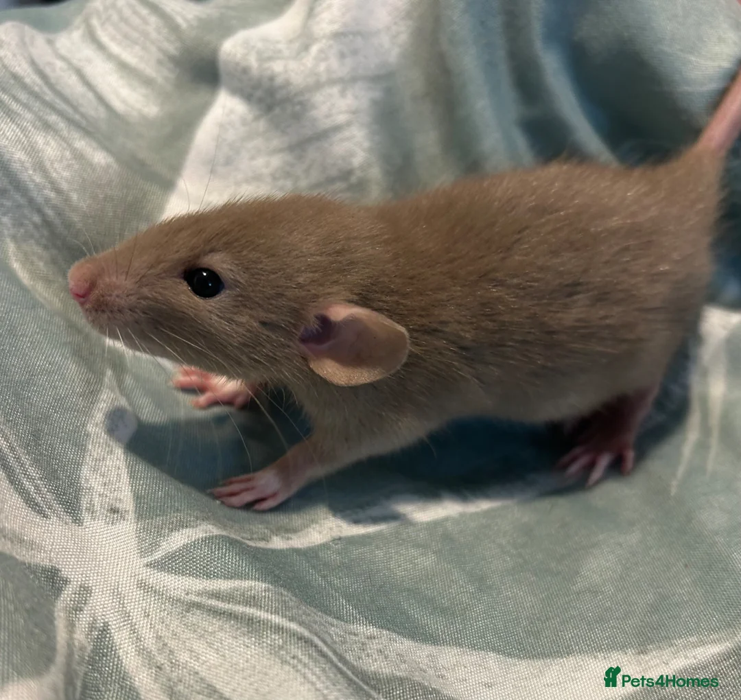 Rat rodents for sale: Baby dumbo rats for sale  - Advert 3