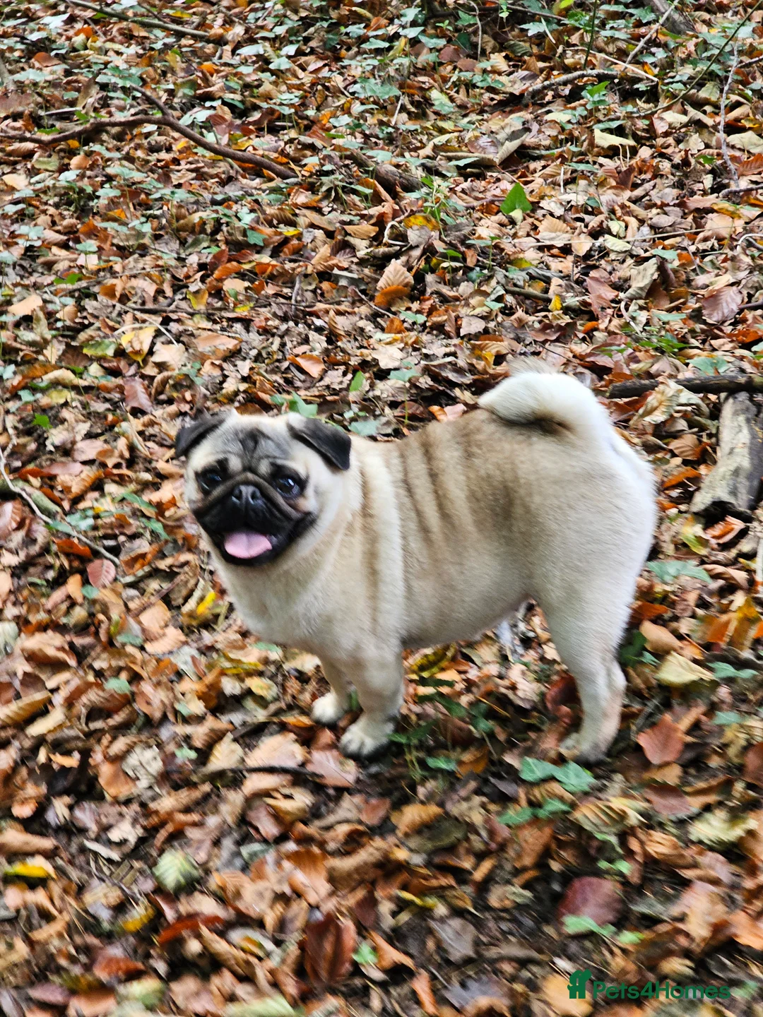 Pug dogs for sale: Pug puppies Kc registered  - Advert 13