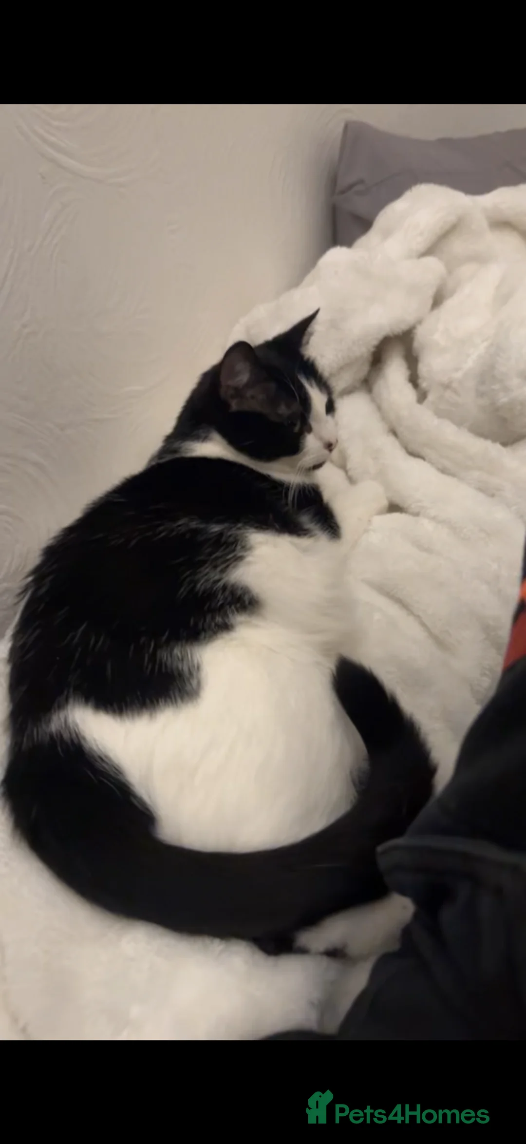 Mixed Breed cats for sale: 3 kittens for sale, 2 male 1 female in London - Advert 1