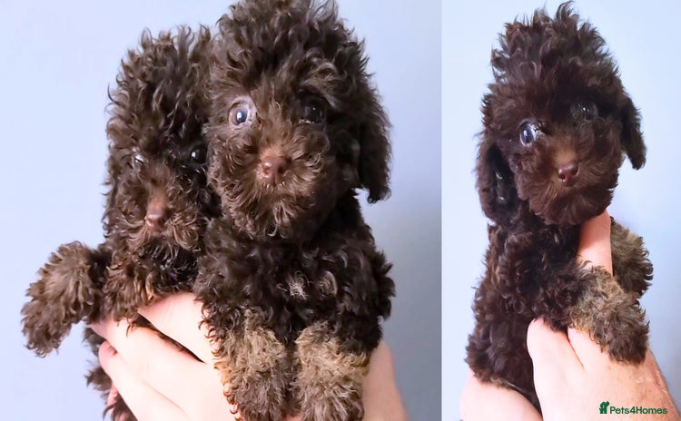 Cavapoo dogs - Advert 8