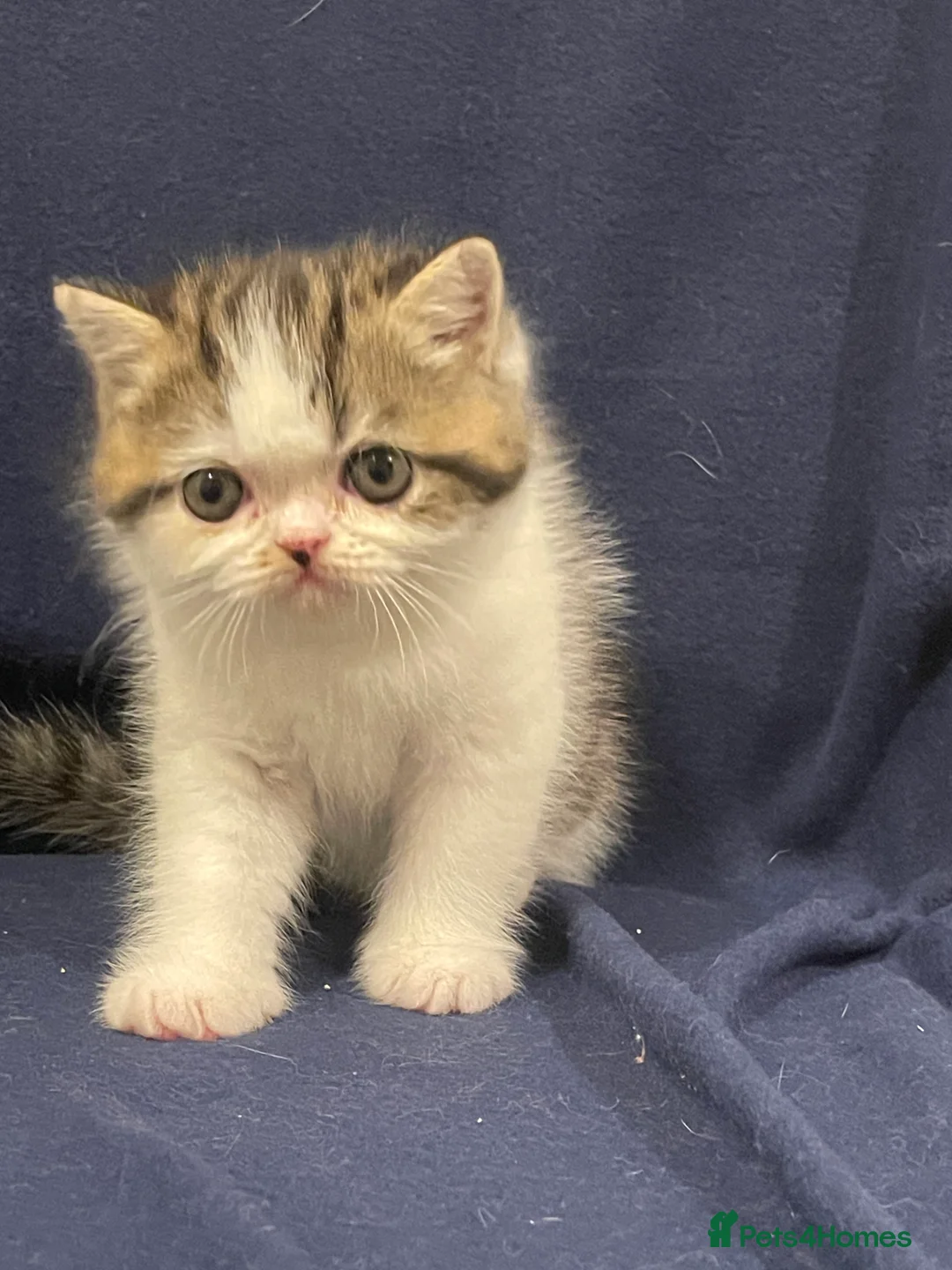 Exotic cats for sale: Gorgeous GCCF registered Exotic Shorthair kittens - Advert 22