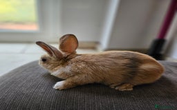Mixed Breed rabbits for sale: Baby Bunnies Looking For New Homes - Image 2