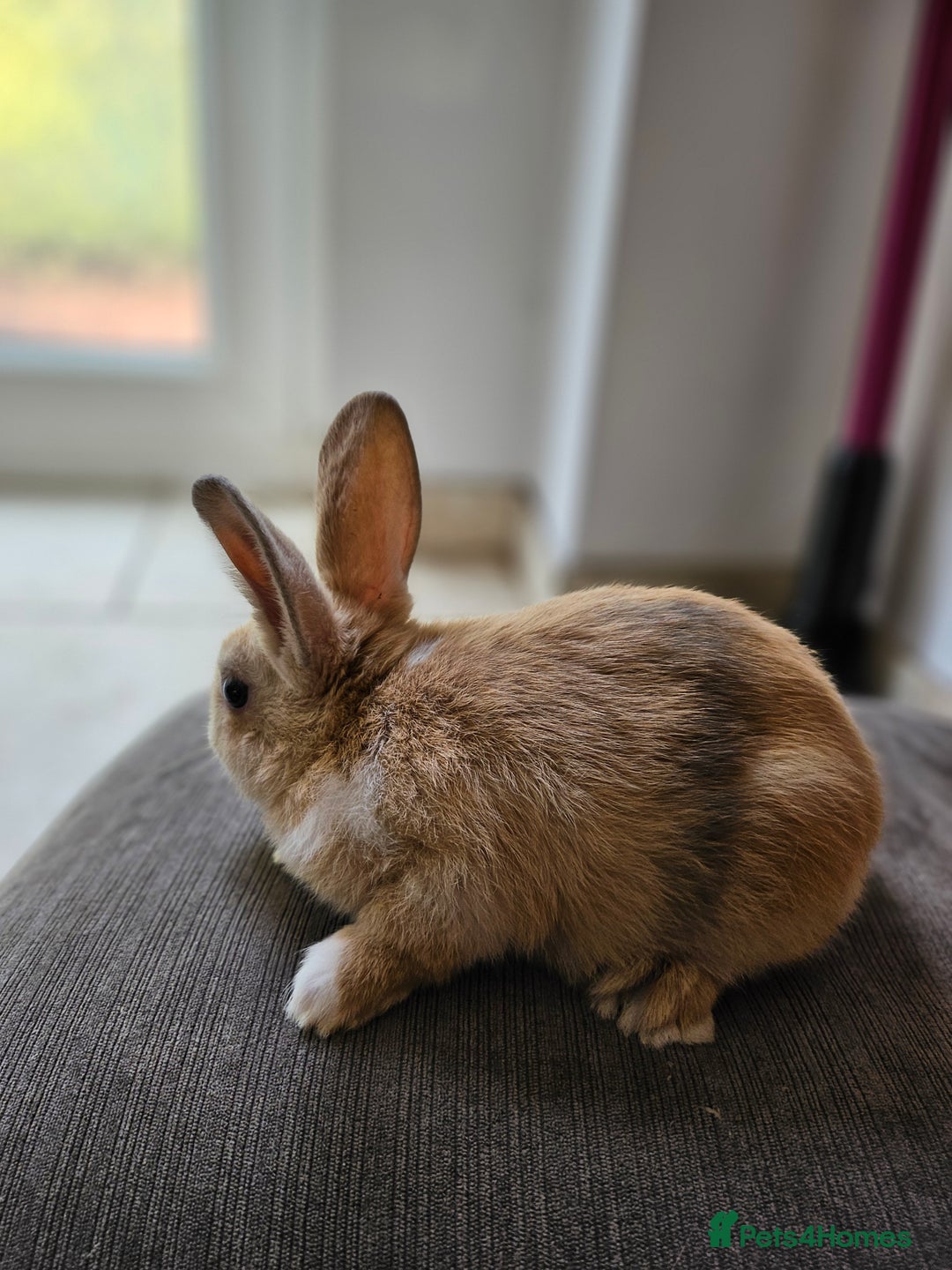 Mixed Breed rabbits for sale: Baby Bunnies Looking For New Homes - Image 2