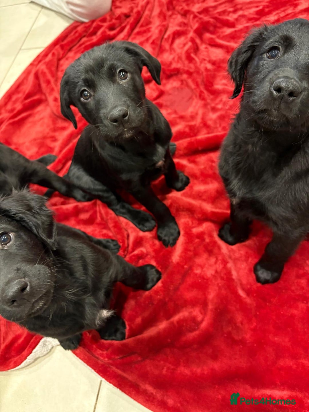 Mixed Breed dogs for sale: Rare black golden cocker puppies - Image 6