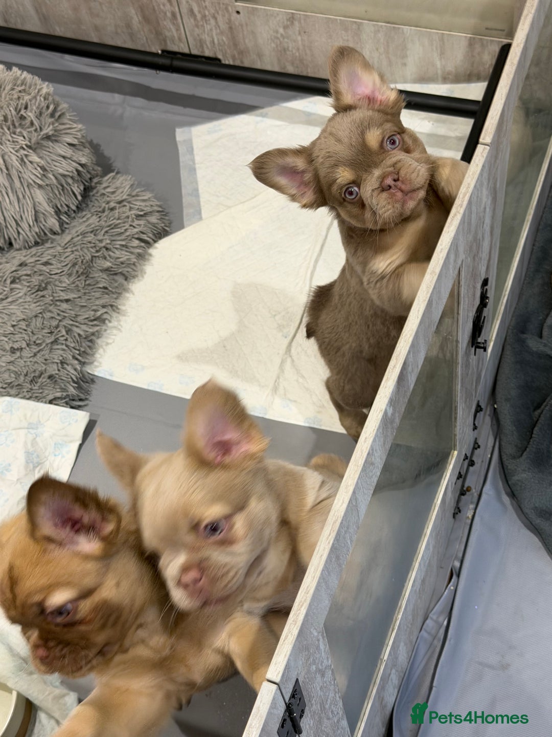 French Bulldog dogs for sale: Fluffy frenchbulldog  - Advert 5