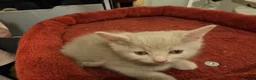 Mixed Breed cats for sale: 3 Lovely kittens for sale  - Advert 6