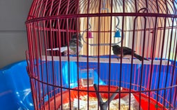 Canaries birds for sale: 2 canaries cage and accessories  - Image 2