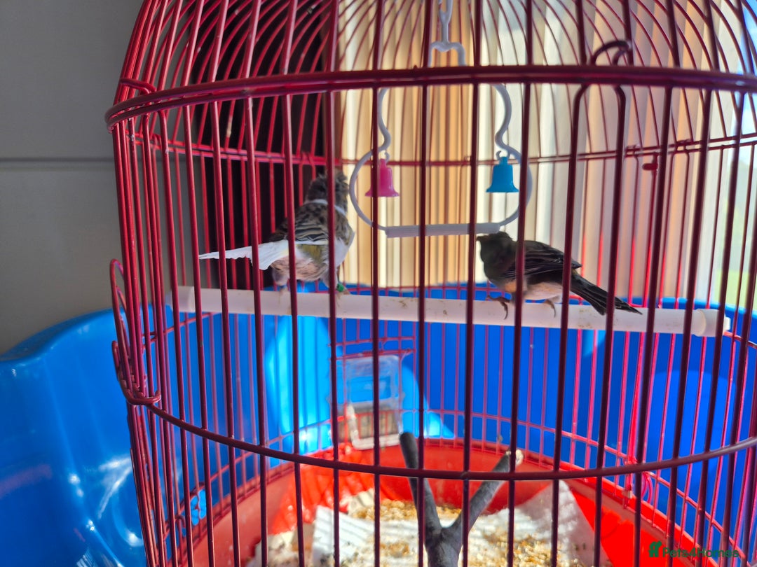 Canaries birds for sale: 2 canaries cage and accessories  - Image 2