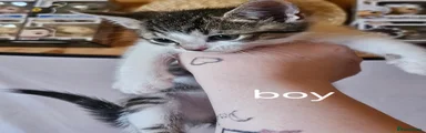 Domestic Shorthair Kitten 1