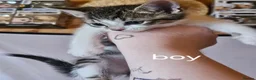 Domestic Shorthair cats for sale: Kittens for sale  - Advert 2
