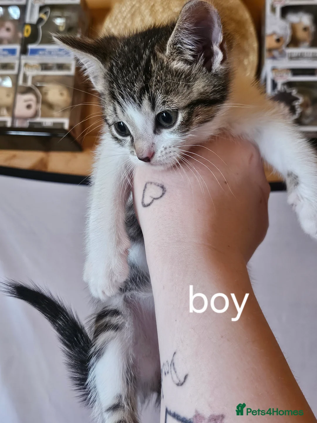 Domestic Shorthair cats for sale: Kittens for sale  - Advert 2