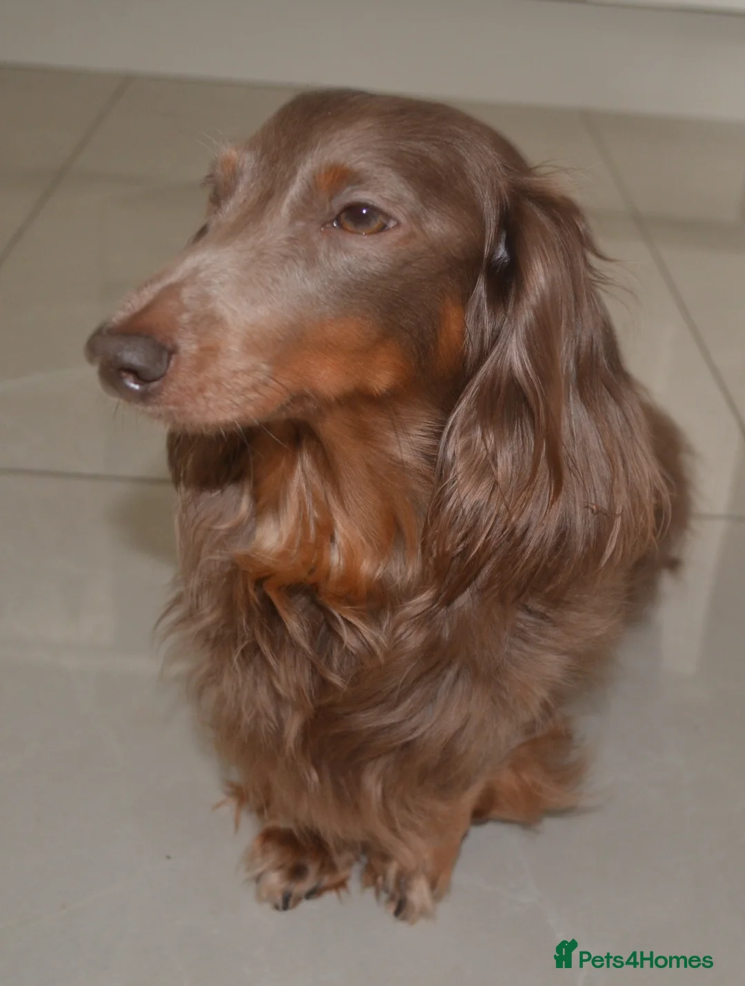 Miniature Dachshund dogs for sale: long-haired miniature dachshunds in Newcastle upon Tyne - Advert 9