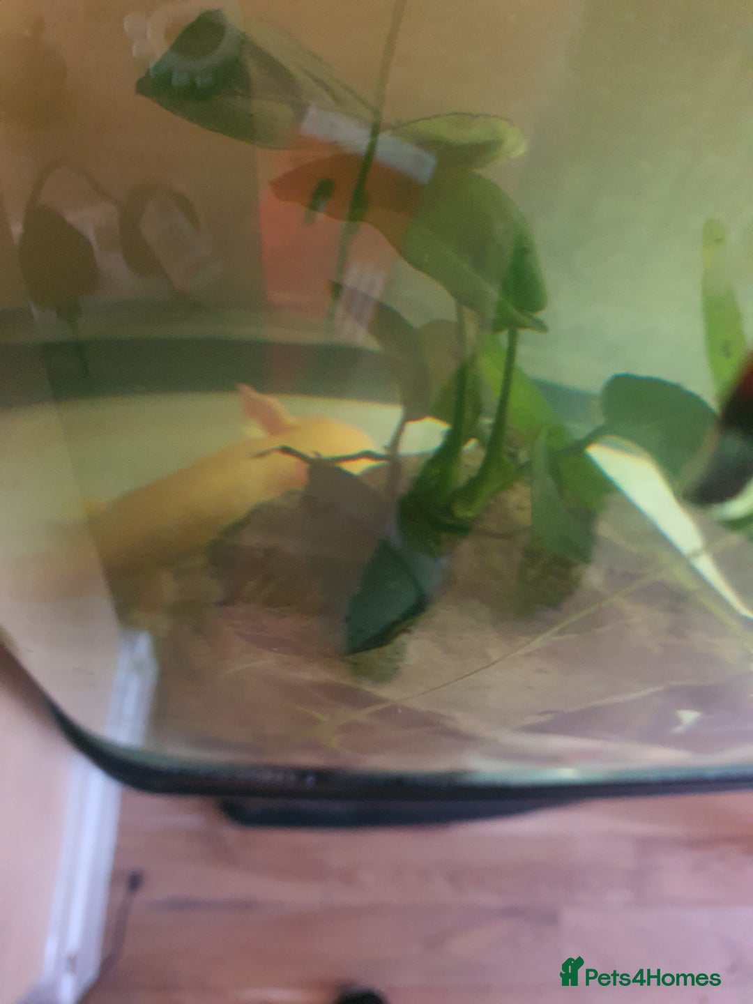 Axolotl reptiles for sale: Axolotl and tank - Advert 6