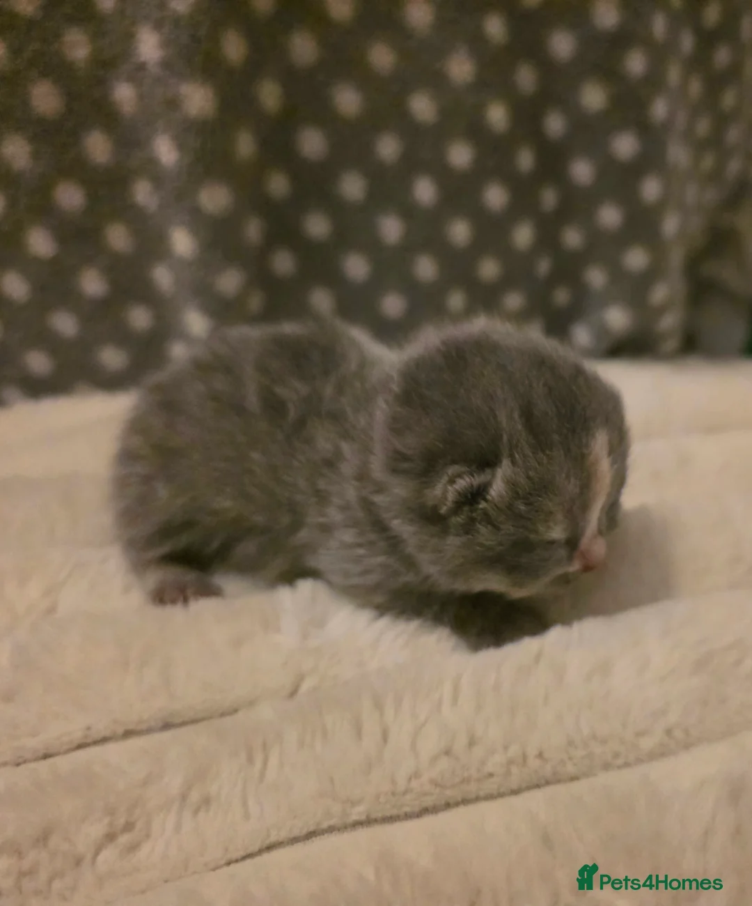 British Shorthair cats for sale: Beautiful unusual Pure British shorthair kittens - Advert 9