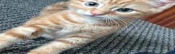 British Shorthair cats for sale: Ginger British shorthair male kittens.  3  - Advert 4