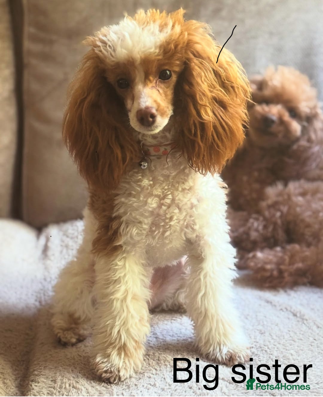 Toy Poodle dogs for sale: Tiny red & white parti toy poodle girl & boy - Image 6