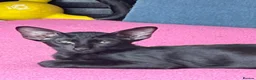 Oriental cats for sale: 2. stunning oriental kittens now available  - Advert 17