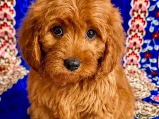 Cavapoo dogs 🥇TOP QUALITY F1 CAVAPOO PUPPIES READY TO LEAVE! - Advert 8