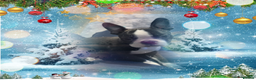 Boston Terrier dogs for sale: SOLD** - Advert 2