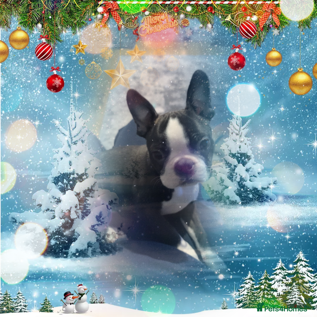 Boston Terrier dogs for sale: SOLD** - Advert 2