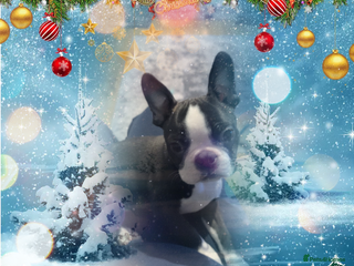 Boston Terrier dogs Fully vaccinated KC Registered Boston Terrier pup - Advert 6