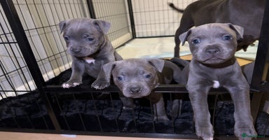 Staffordshire Bull Terrier dogs - Advert 10