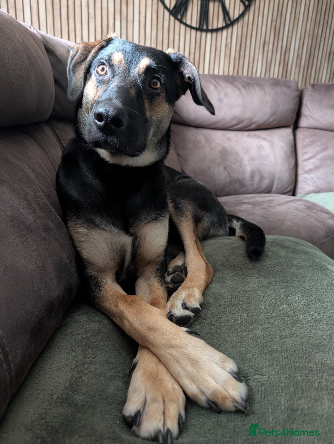 Huntaway dogs for sale: 11 Month old Huntaway - Image 4
