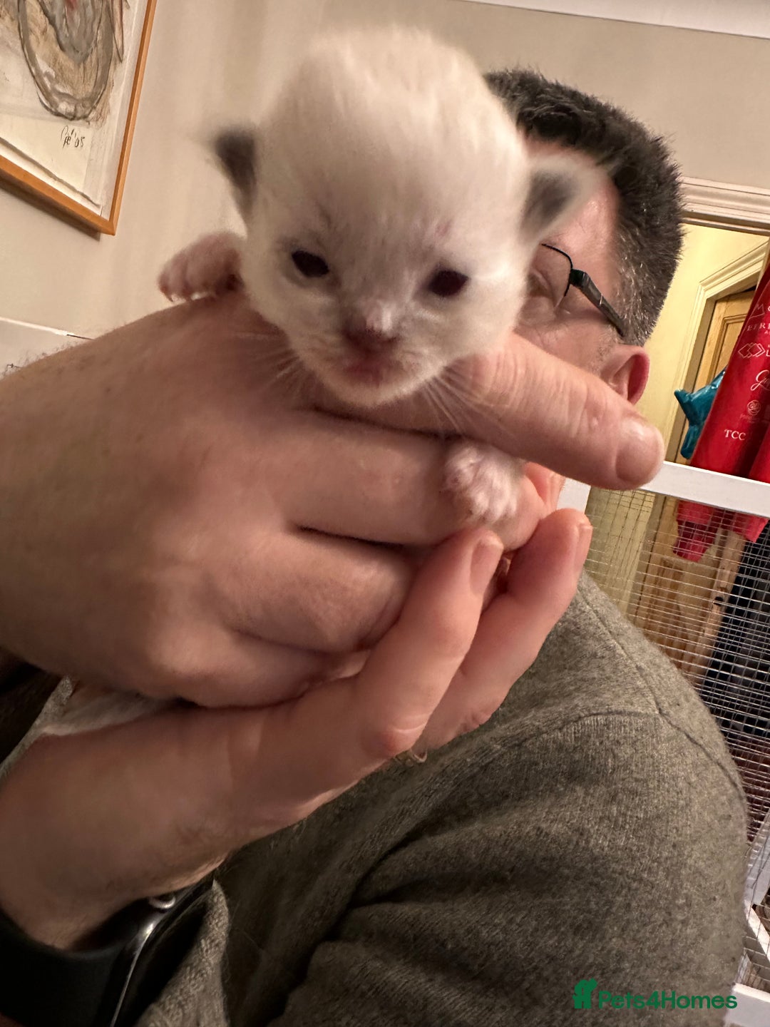 Ragdoll cats for sale: Champion TICA registered Ragdoll Kittens  - Advert 8