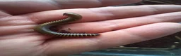 Millipedes invertebrates for sale: Captive Bred Bumblebee Millipedes – Easy Beginner - Advert 3