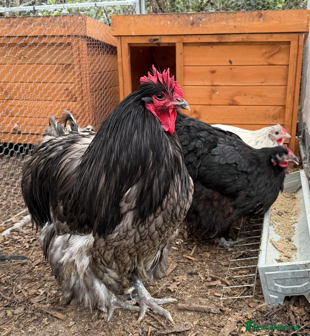 Chickens poultry for sale: Trio of Orpington’s  - Advert 1