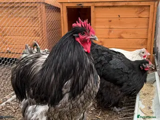 Chickens poultry Trio of Orpington’s - Advert 1