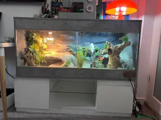 Bearded Dragon reptiles Bearded Dragon with Large Viv-Unique Natural Setup - Advert 4