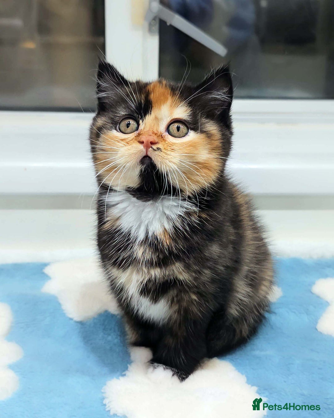 British Shorthair cats for sale: Lovely BSH/BLH Kittens Ready For New Home - Advert 11