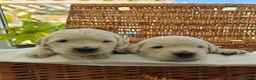 Golden Retriever dogs for sale: Gorgeous English Cream Golden Retriever Puppy's 🐾 - Advert 28