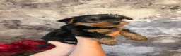 Yorkshire Terrier dogs for sale: Beautiful KC Registered Yorkshire Terrier Males - Advert 10