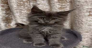 Maine Coon cats - Advert 6