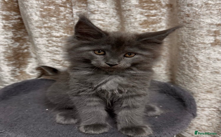 Maine Coon cats - Advert 2
