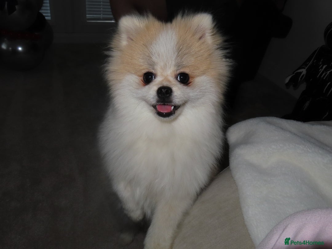 Pomeranian dogs for sale: Teddy bear Pomeranian- show style    - Image 1