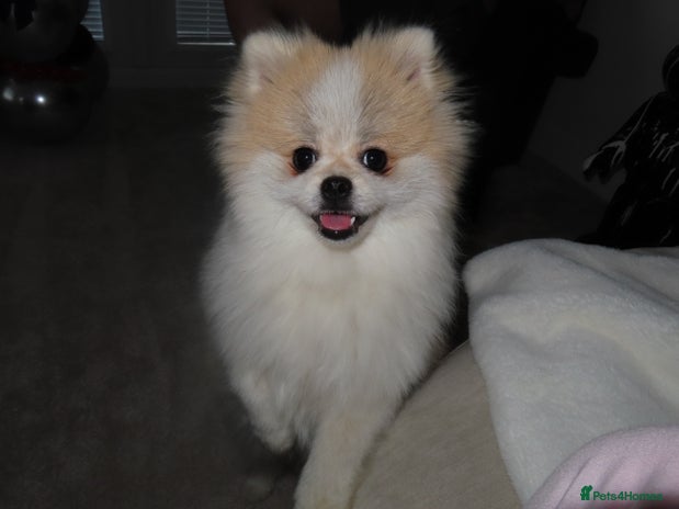 Pomeranian dogs - Advert 5