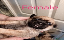 Mixed Breed dogs for sale: Pug x Shih Tzu Pug zu shih pug puppies - Image 5