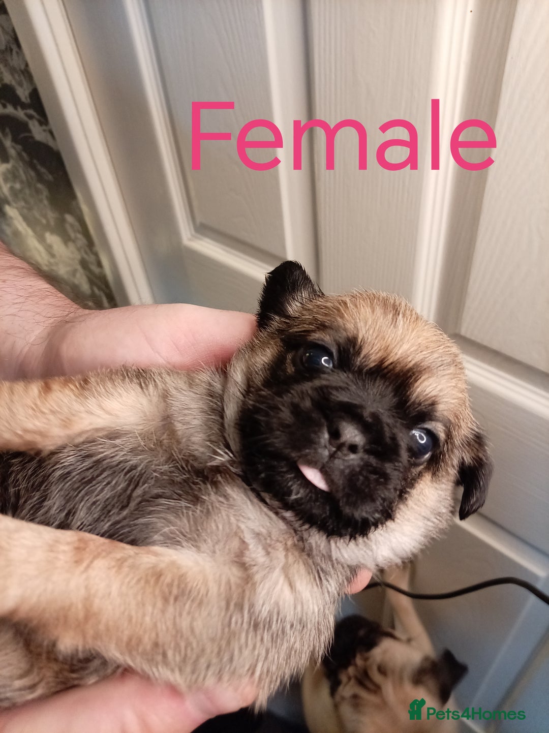 Mixed Breed dogs for sale: Pug x Shih Tzu Pug zu shih pug puppies - Image 5