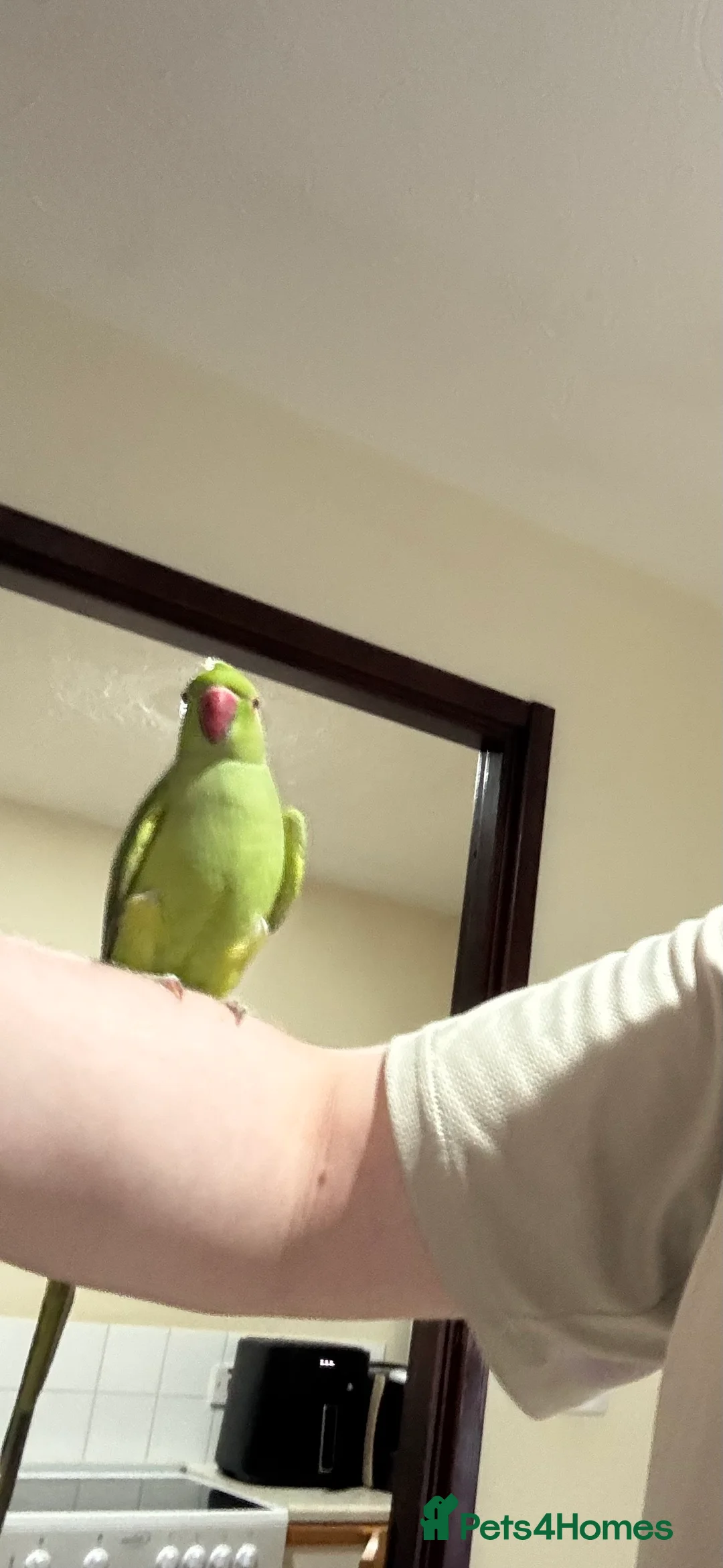 Ringnecks birds for sale: Indian ring neck FEMALE  - Advert 4