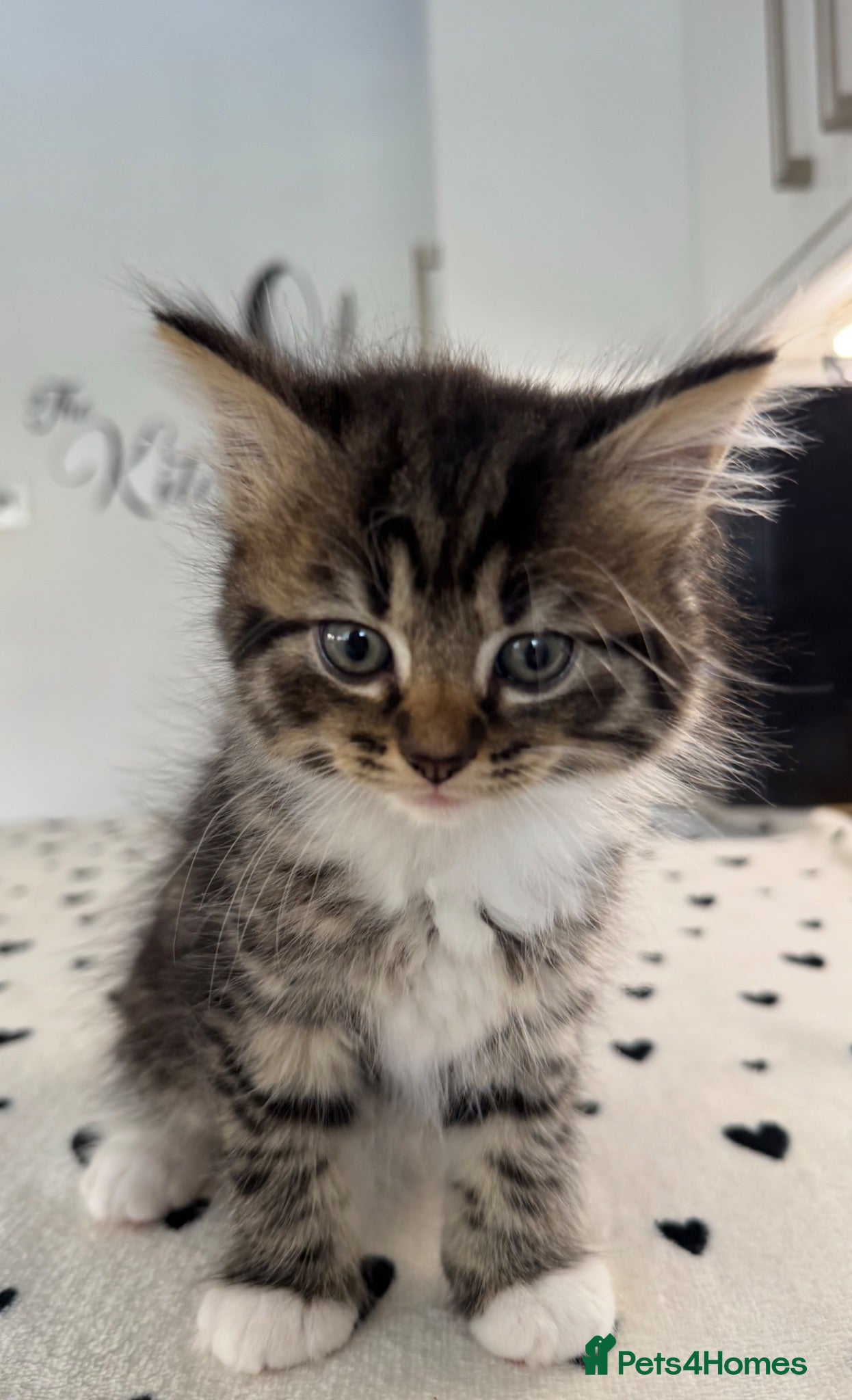 Mixed Breed cats RAGDOLL Mix stunning kittens!! - Advert 1
