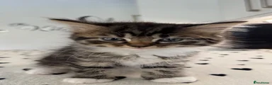 Kitten 1